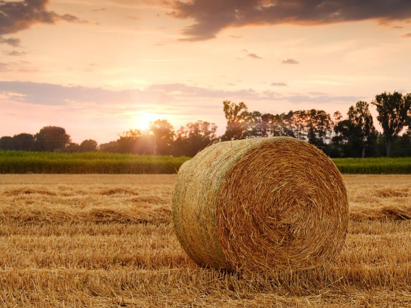 Agriculture